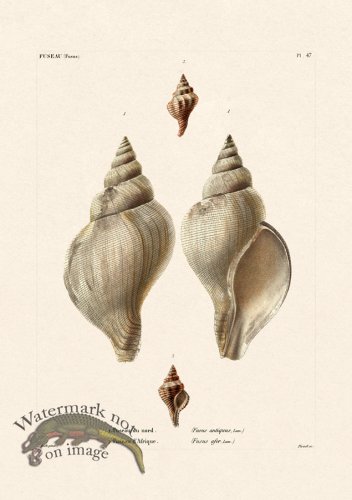 (image for) French Shell 047