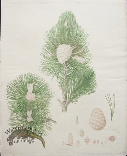 (image for) LG Pine Cone 08