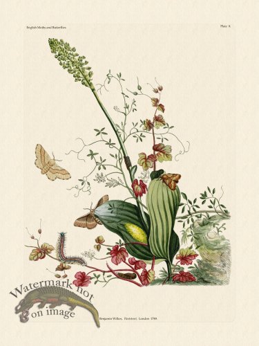 Wilkes Butterflies 008