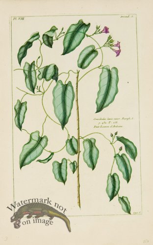 (image for) Buchoz Bot 58