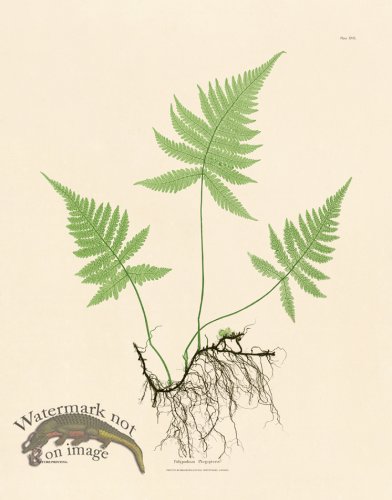 (image for) Bradbury Fern 17