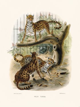 Elliot Cat 19 at Tiger