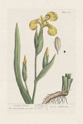 BEE 261 Bastard Acorus