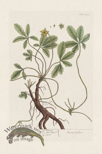 (image for) BEE 454 Cinquefoil