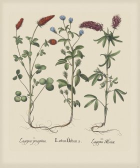 Besler 271 Colored B2