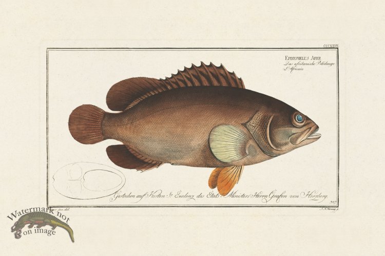 (image for) BLOCH FISH 327