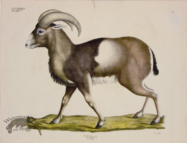 (image for) Goldfuss Mouflon