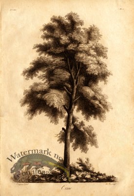 (image for) Defiennes Trees 04 S