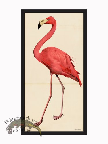 (image for) Rudbeck CFA_BF 50 Pink Flamingo