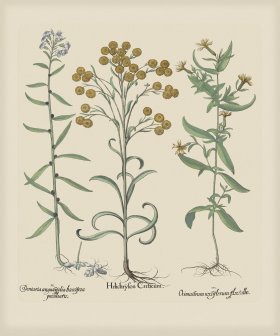 Besler 237 Colored B2