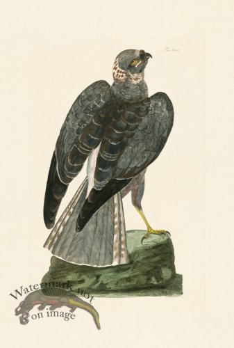 (image for) Pennant Zoology 115