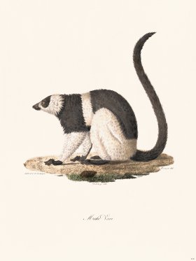 Cuvier 414 Maki Vari