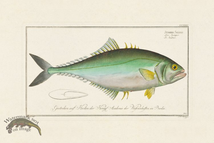 (image for) BLOCH FISH 335