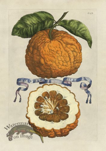 (image for) Ferrari 423