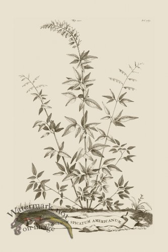 (image for) Abraham Munting 220