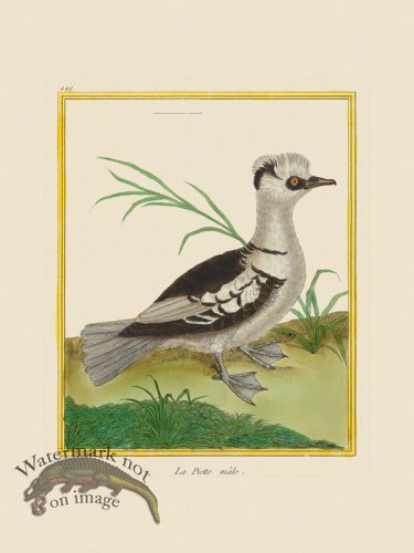 (image for) Martinet Bird 449
