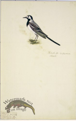 (image for) 94 Swedish Birds . Motacilla Alba, White Wagtail