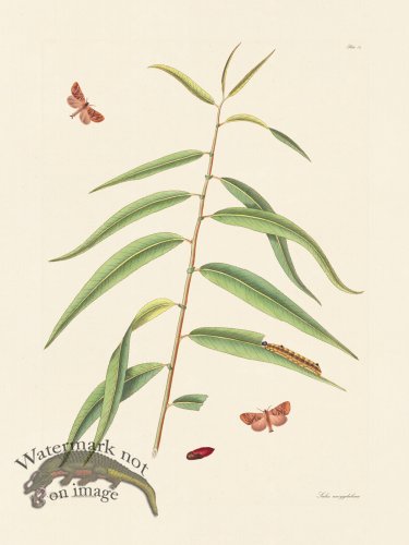 (image for) Abbot Butterfly 072