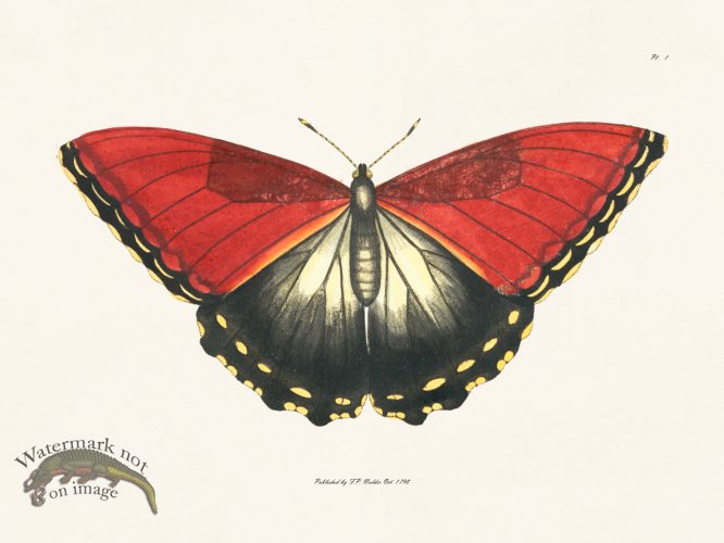 (image for) Nodder BF 13