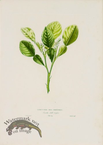 (image for) Poiteau Citrus 25