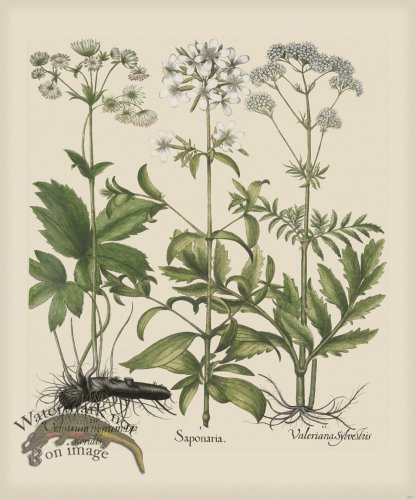 (image for) Besler 261 Colored B2