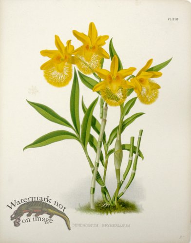 (image for) Linden Orchids 16