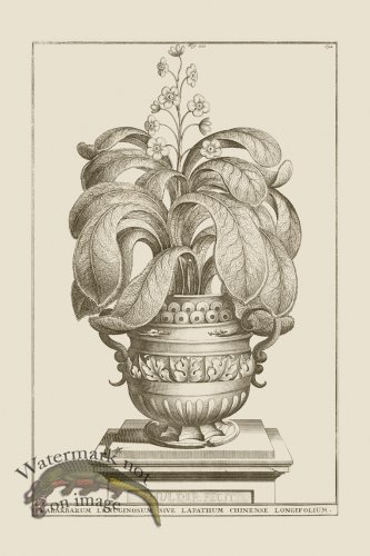 (image for) Abraham Munting 201