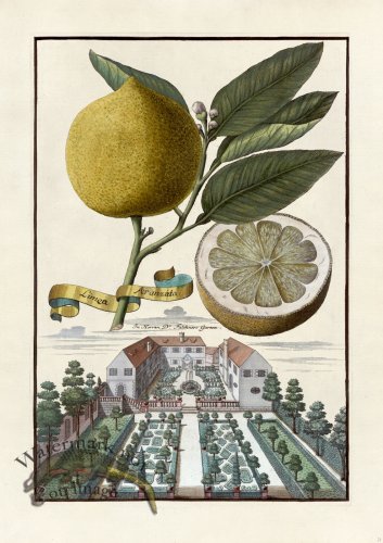 (image for) Volckamer 021