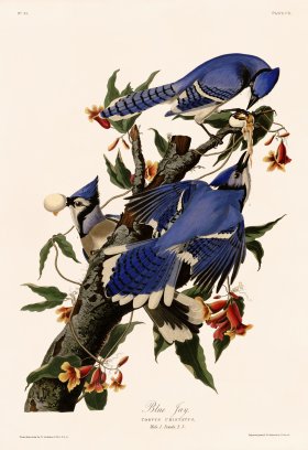 102 Blue Jay