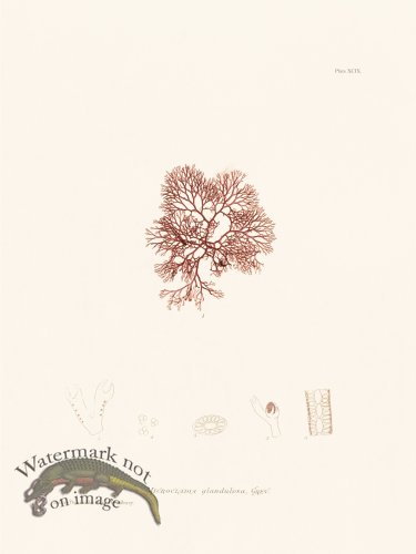 (image for) Bradbury Seaweed 099