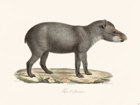 Cuvier 229 Tapir of America