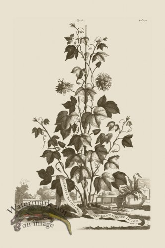 (image for) Abraham Munting 161