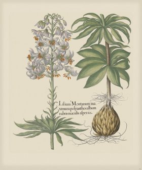 Besler 183 Colored B2