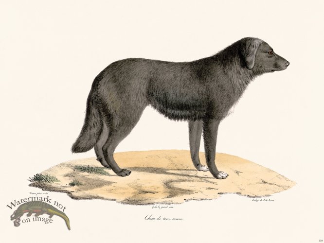 (image for) Cuvier 158 New Dog