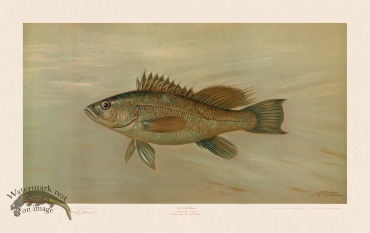 (image for) Sea Bass