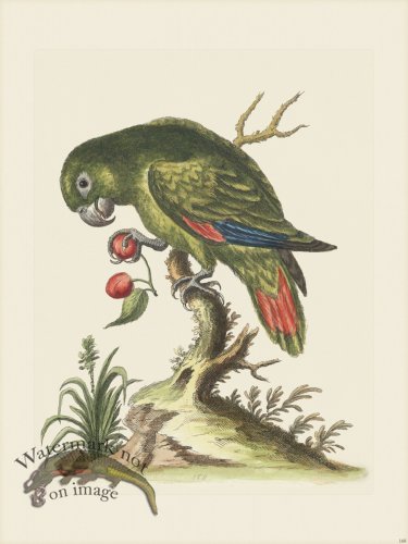(image for) Edwards 168 Little green Parrot