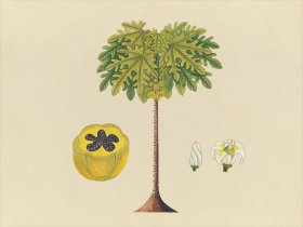 Far East Fruit and Flowers 02