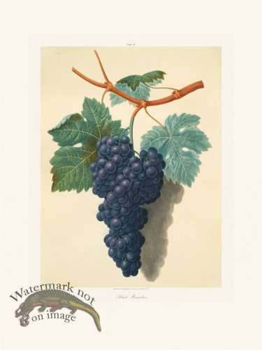 (image for) Brookshaw Fruit 23