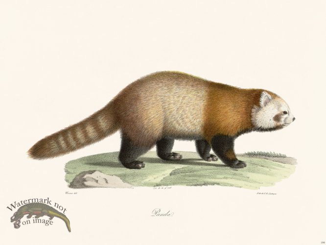 (image for) Cuvier 199 Panda