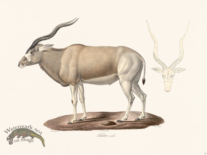 Cuvier 032 Addax Male