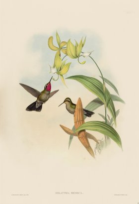 Gould Hummingbird 062