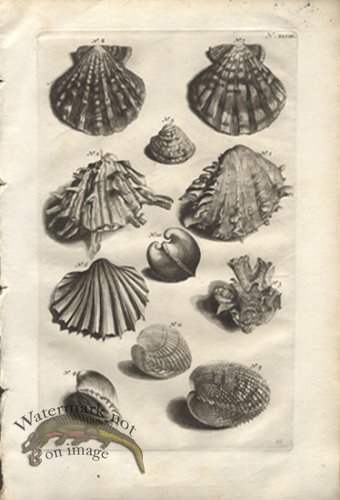 (image for) Rumphius 48