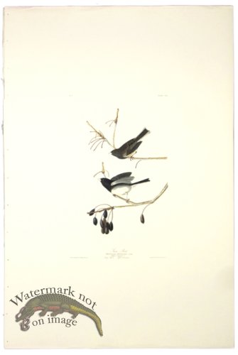 (image for) Snow Bird