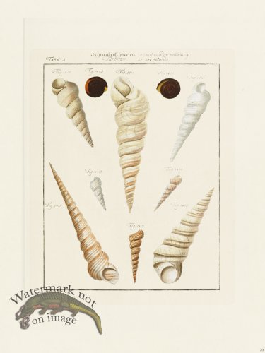 (image for) Martini Shells 070