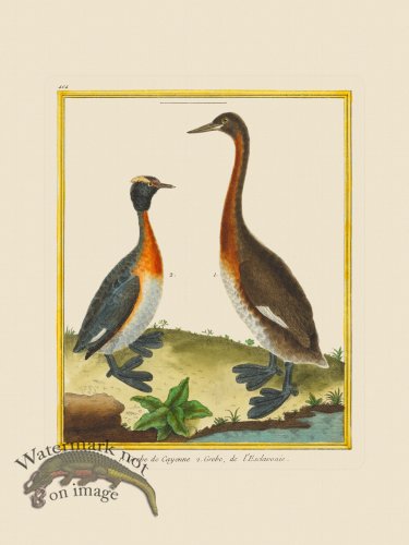 (image for) Martinet Bird 404