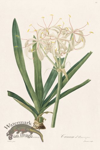 (image for) Les Liliacees Redoute 322