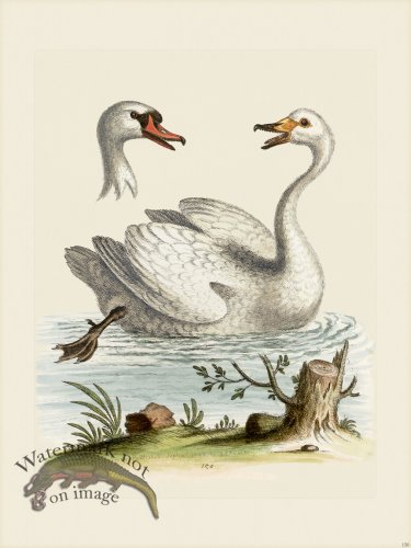 (image for) Edwards 150 Swan