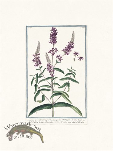 (image for) Bonelli 384 Purple Loosetrife