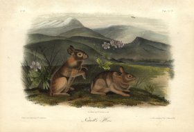 Nuttall's Hare