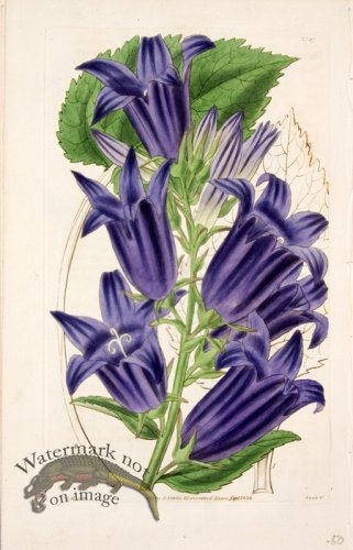 (image for) Cbms_0095